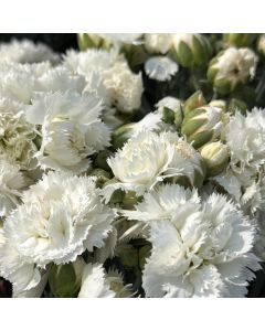 Dianthus 'Frosty' 1G