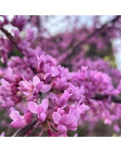 Eastern Redbud Clump