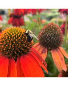 Coneflower 'Art Red Ombre' 1G