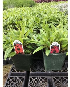 Coneflower 'Baja Burgundy' 1G