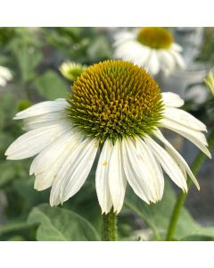 Coneflower 'Blanco' 1G