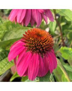 Coneflower 'Cheyenne Spirit' 1
