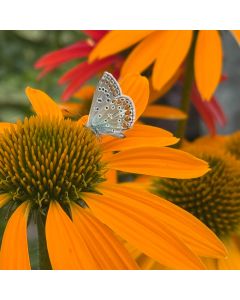 Coneflower 'Cheyenne Spirit' 1