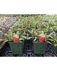 Coneflower 'Cranberry 1G