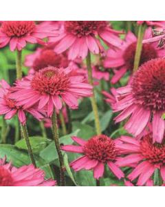Coneflower 'Delicious Candy' 1