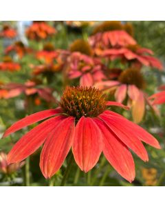 Coneflower 'Firefinch' 1G