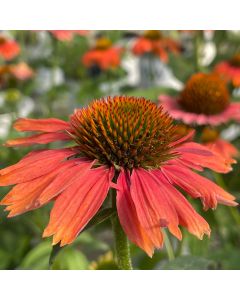Coneflower 'Frankly Scarlet' 1