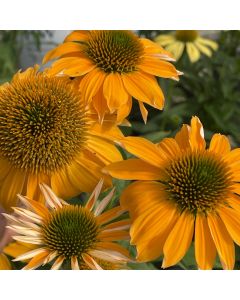 Coneflower 'Granada Gold' 1G