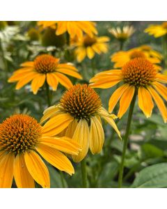 Coneflower 'Granada Gold' 1G