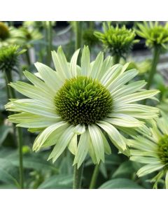 Coneflower 'Green Jewel' 1G