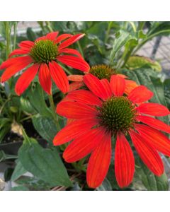 Coneflower 'Art Soft Orange'