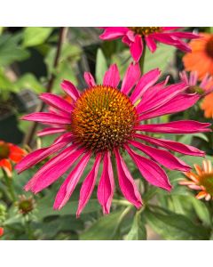 Coneflower 'Kismet Berry' 1G