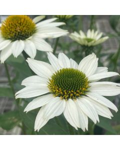 Coneflower 'Kismet White' 1G