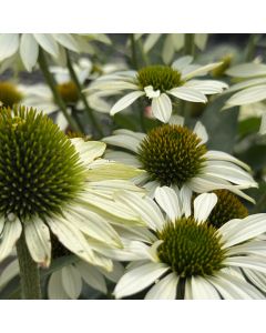 Coneflower 'Kismet White' 1G