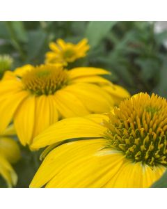 Coneflower 'Lemon Yellow' 1G