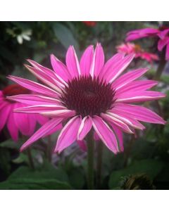 Coneflower 'Pow Wildberry' 1G