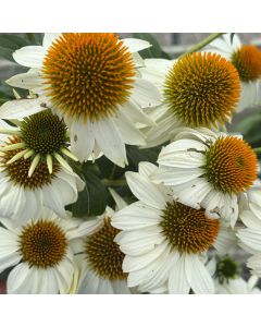 Coneflower 'Pow Wow White' 1G
