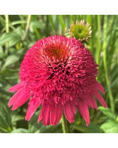 Coneflower 'Raspberry' 1G