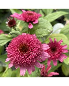 Coneflower 'Raspberry Beret' 1