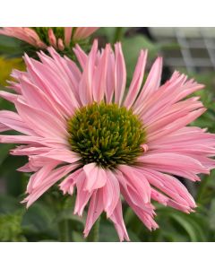 Coneflower 'Salmon' 1G