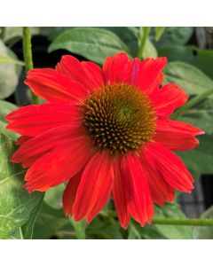 Coneflower 'Salsa Red' 1G