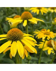 Coneflower 'Lemon Yellow' 1G