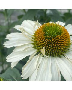 Coneflower 'Price is White' 1G