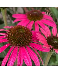 Coneflower 'Wicked' 1G