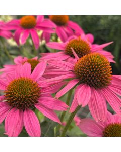 Coneflower 'Pow Wildberry' 1G