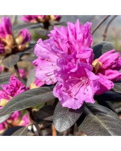 PJM Elite Star Rhododendron 