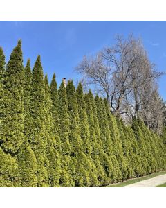 Emerald Cedar (ONT)