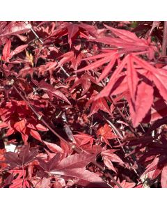 Emperor I Japanese Maple