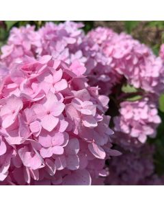 Endless Summer Hydrangea