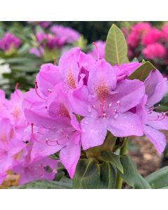 English Roseum Rhododendron