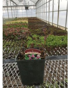 Barrenwort 'Lilafee' 1G