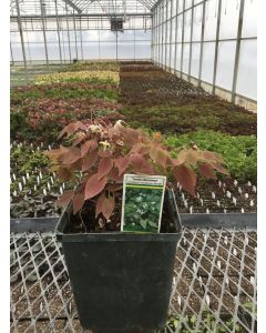 Barrenwort 'Niveum' 1G