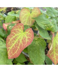Barrenwort 'Rubrum' 1G