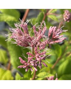 Joe-Pye Weed 'Little Joe' 1G