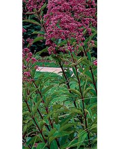 Joe-Pye Weed 'Gateway' 1G