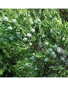 Fairview Juniper