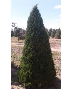 Fairview Juniper