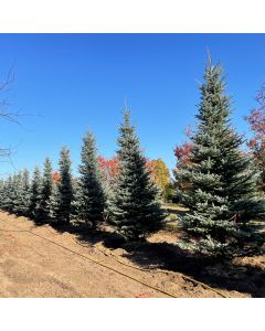 Fat Albert Blue Spruce
