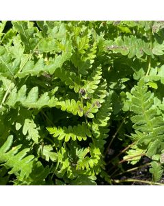 Fern 'Cinnamon' 1G