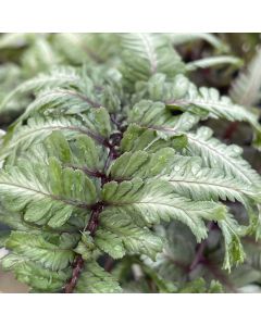 Fern 'Crested Surf' 1G