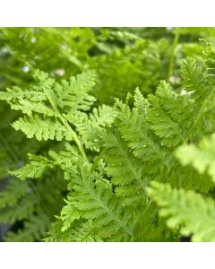 Fern 'Fronds Forever' 1G
