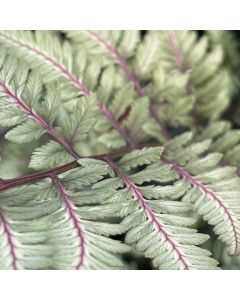 Fern 'Godzilla' 1G