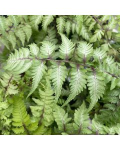 Fern 'Japanese Painted' 1G