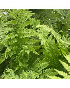 Fern 'Lady' 1G