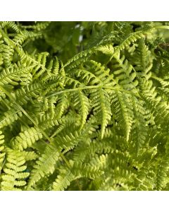 Fern 'Lady in Red' 1G
