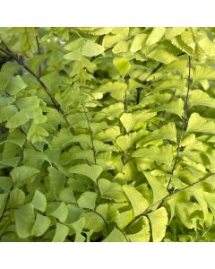 Fern 'Northern Maiden Hair' 1G